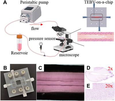 A new approach of using organ-on-a-chip and fluid–structure interaction modeling to investigate biomechanical characteristics in tissue-engineered blood vessels